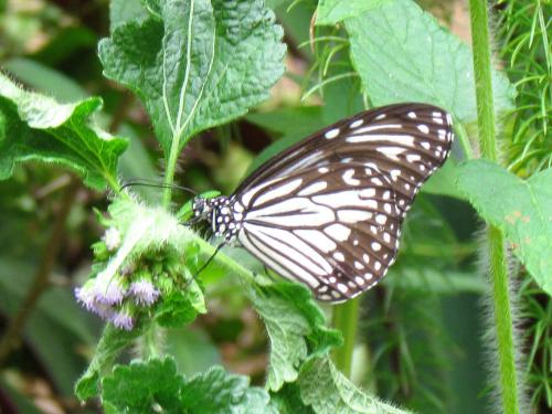 Parantica aglea